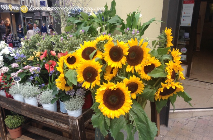 ひまわりはなぜ太陽を追いかける ヨーロッパの夏の旅の花